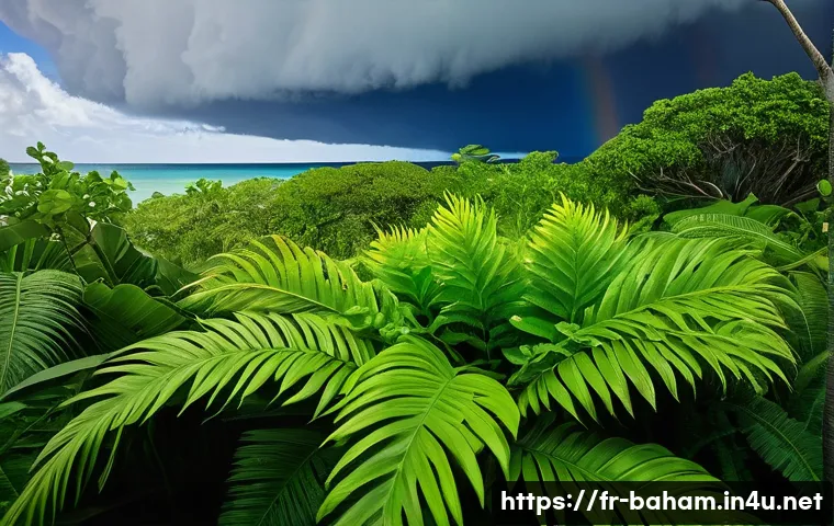 바하마 기후 특징 관련 이미지 1