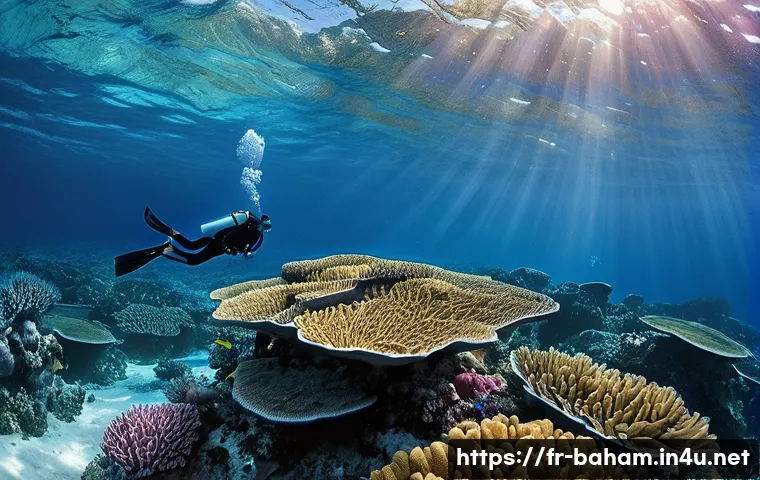 바하마 기후 특징 관련 이미지 2